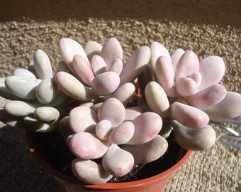 Pink Moonstone Succulent Cluster-Pachyveria Oviferum Roseum 4" Pot