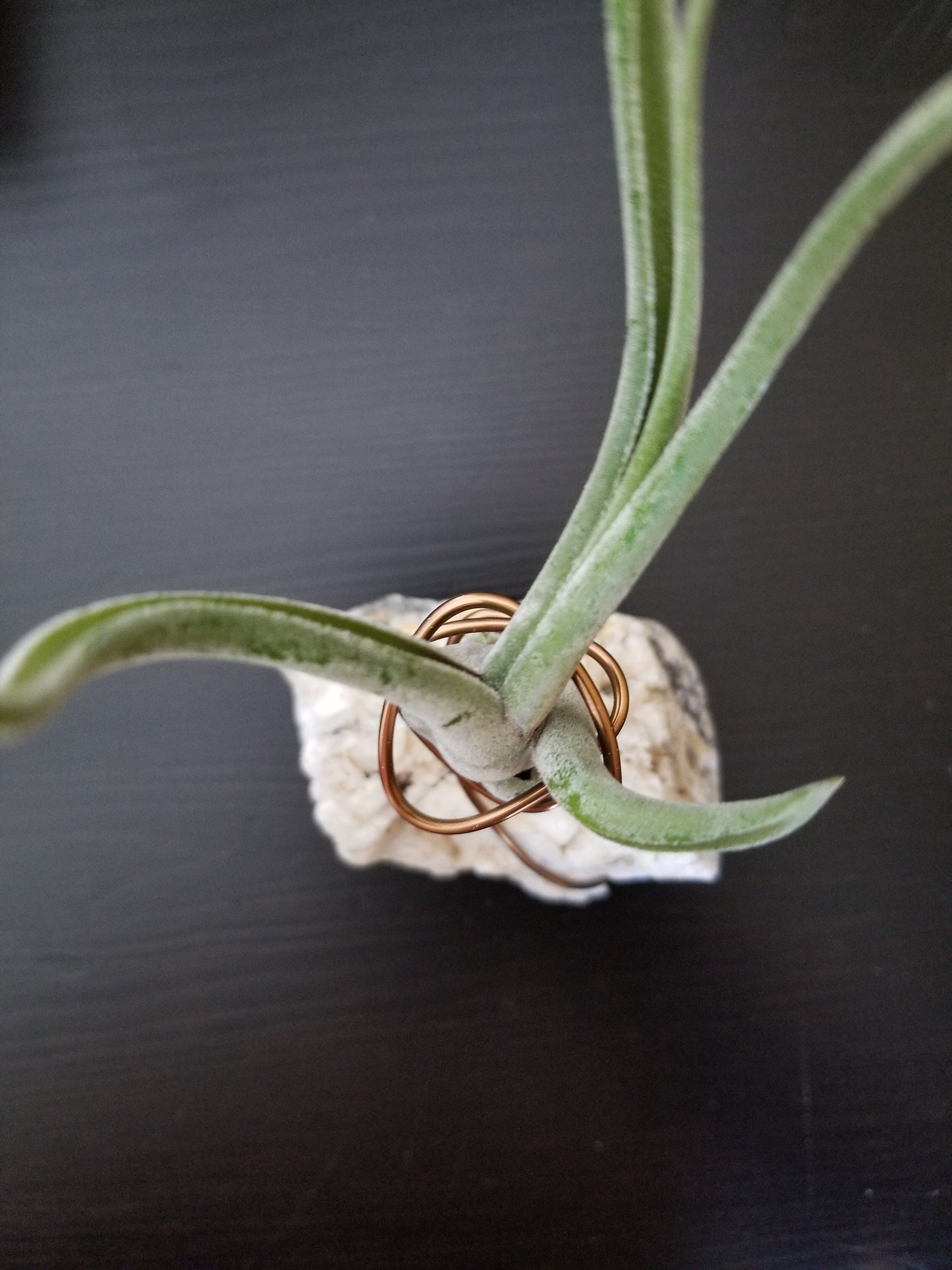 Tillandsia Caput Medusae Air Plant Display Tillandsia Caput Medusae Air Plant Display