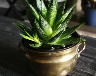 Brass Planter - Brass Succulent Pot Planter with two Handles - Brass Hammered Ornate Planter -