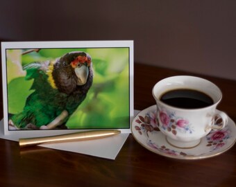 Twenty-Eight Parrot - Any Occasion Card (5x7)