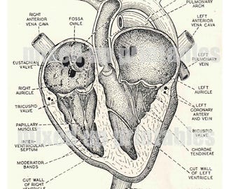 Mixed Up Printables - Anatomical Heart