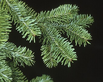 TreesAgain Potted Balsam Fir Tree - Abies balsamea - 16 to 22+ inches