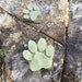 Small paw print Concrete Molds Set