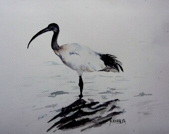the royal Ibis watercolor