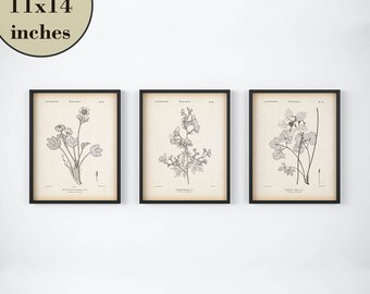 Set of 3 botanical prints, Vintage flower print, Instant download printable art, Aquilegia, Columbine, Wolfsbane, Aconite, Ranunculus print