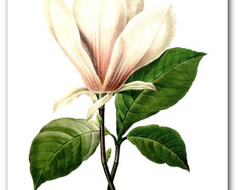 White Flower Print, Botanical Magnolia, Botanical Illustration, Floral Theme Decor, 8 x 10 inches, Unframed