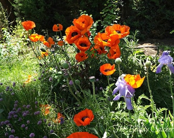 Poppies in Sunshine and Shadow