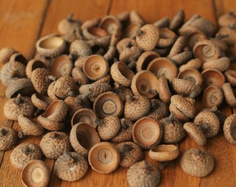 100 Large Natural Acorn Caps from Pennsylvania, Red Oak Acorn Caps