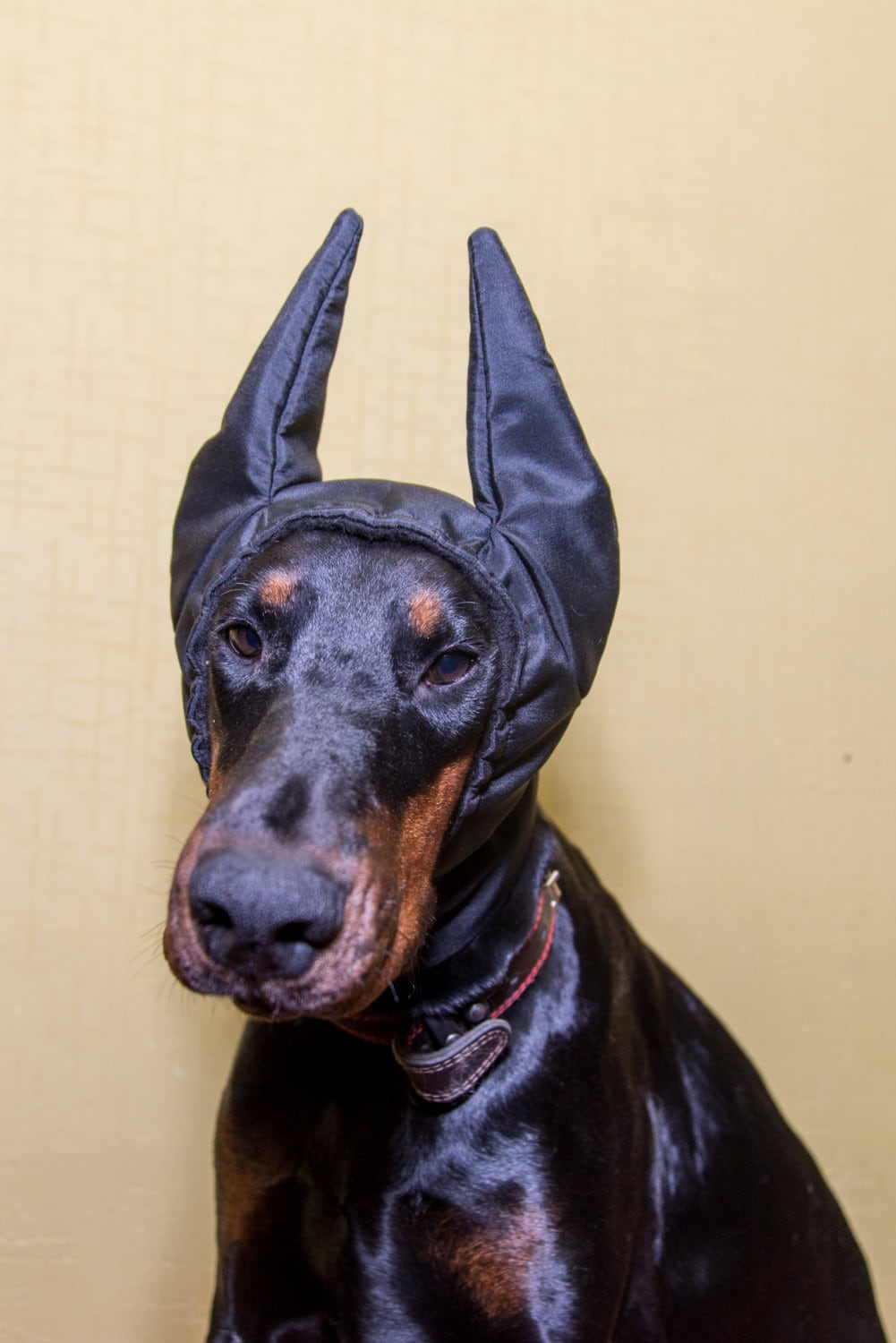 doberman winter hat