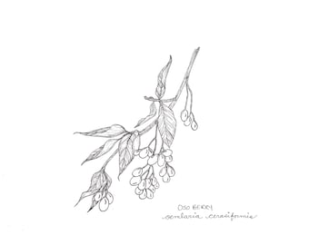 ORIGINAL berry branch drawing