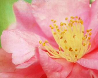 Pink Lemonade - Signed Fine Art Photography Print