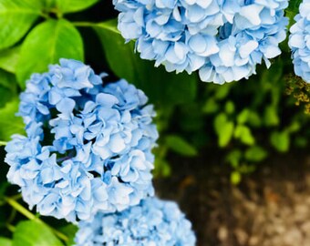 Les Fleurs #20 Hydrangea Photograph