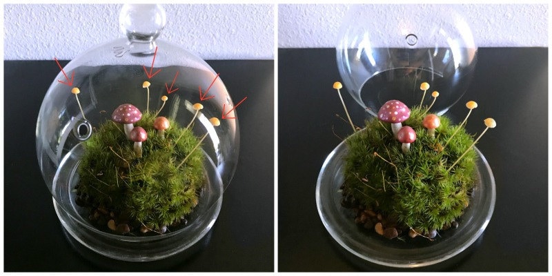 Mushroom Terrarium