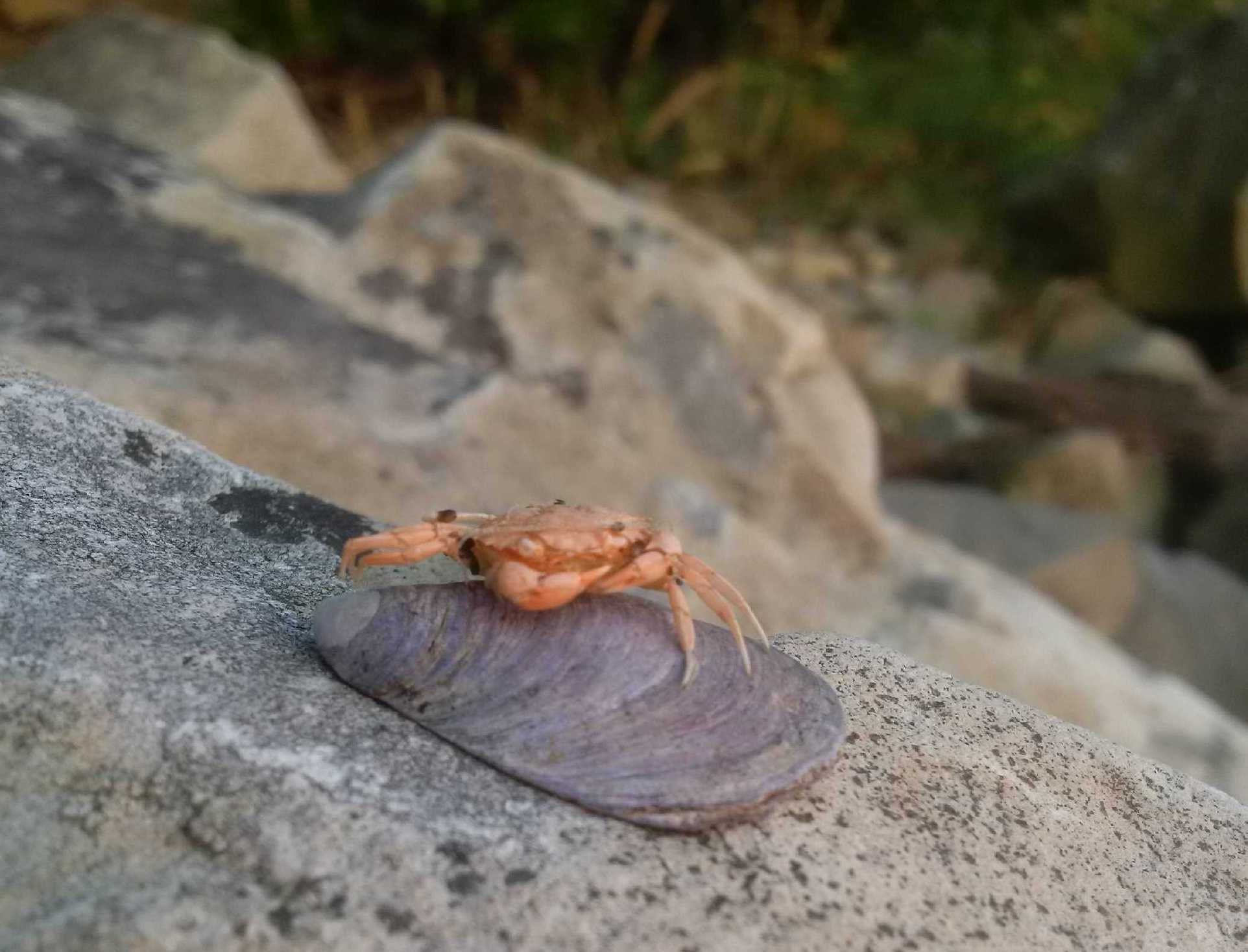 beach combing in nova scotia
