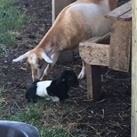 Mama is never far away for the first few weeks. Fierce protectors!