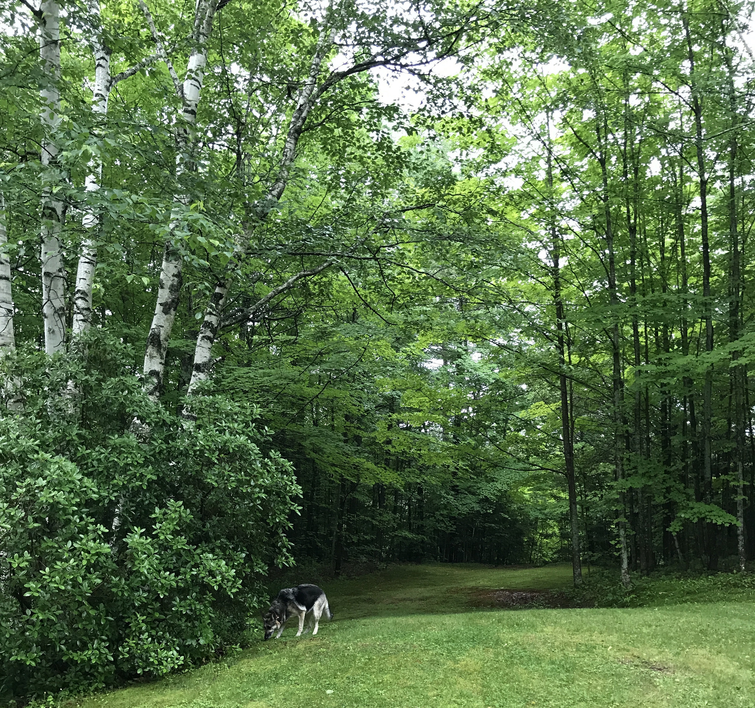 Bella, our German Shepherd exploring her new yard.