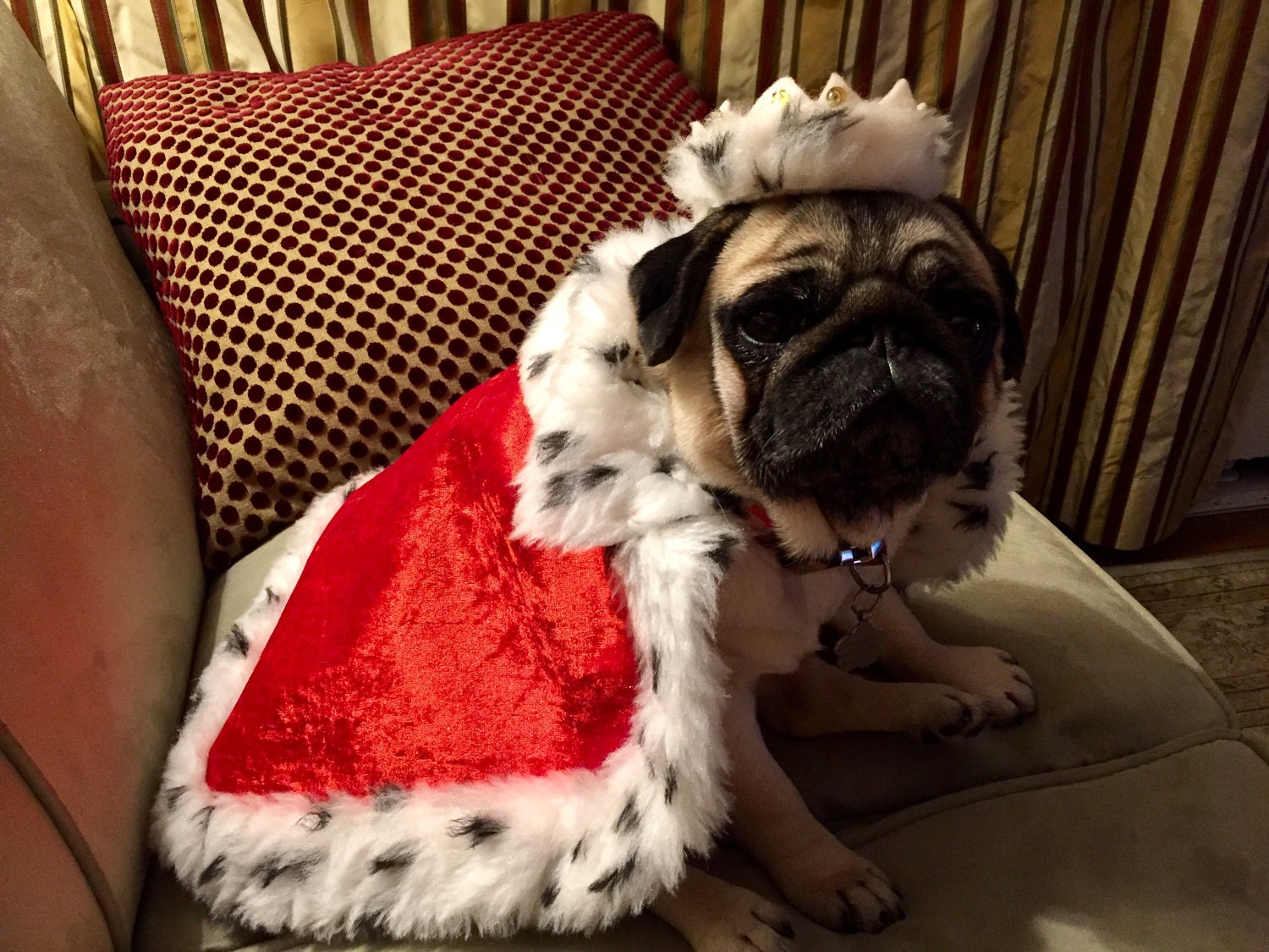 King of the Pugs.