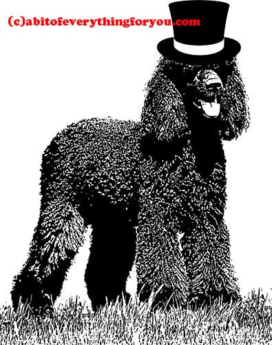Irish water spaniel wearing a top hat
