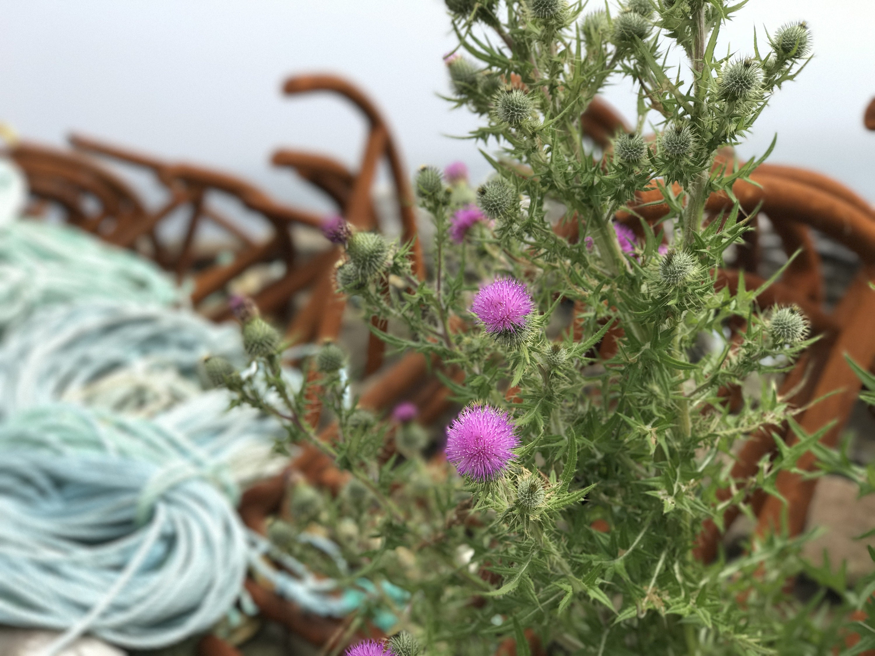 rusted anchors and thistle on brier island sea glass beaches