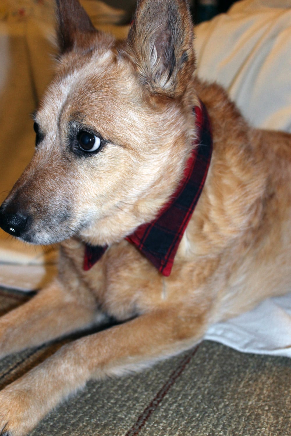 Dog Plaid Shirt Collar