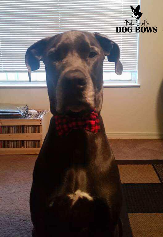 great dane