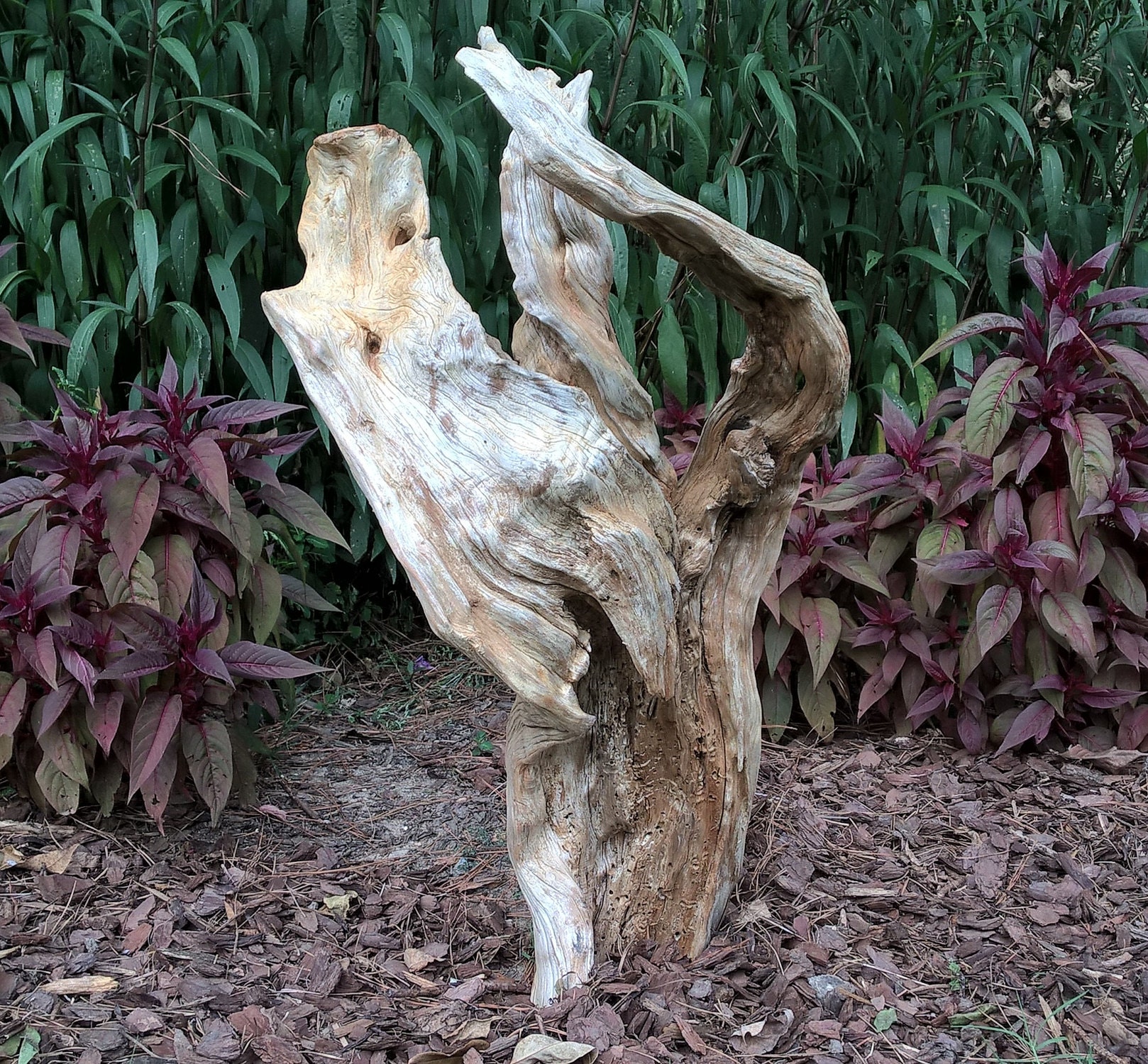 Large cedar stump with Celosia in background. Great for landscape.