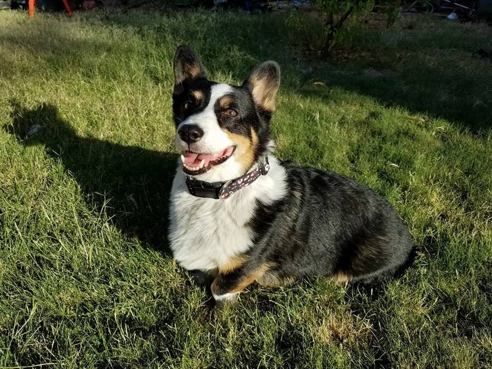 happy Kiba