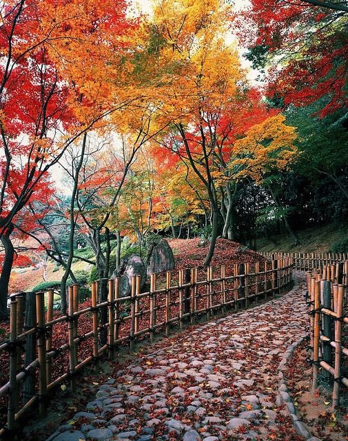 autumn in Japan