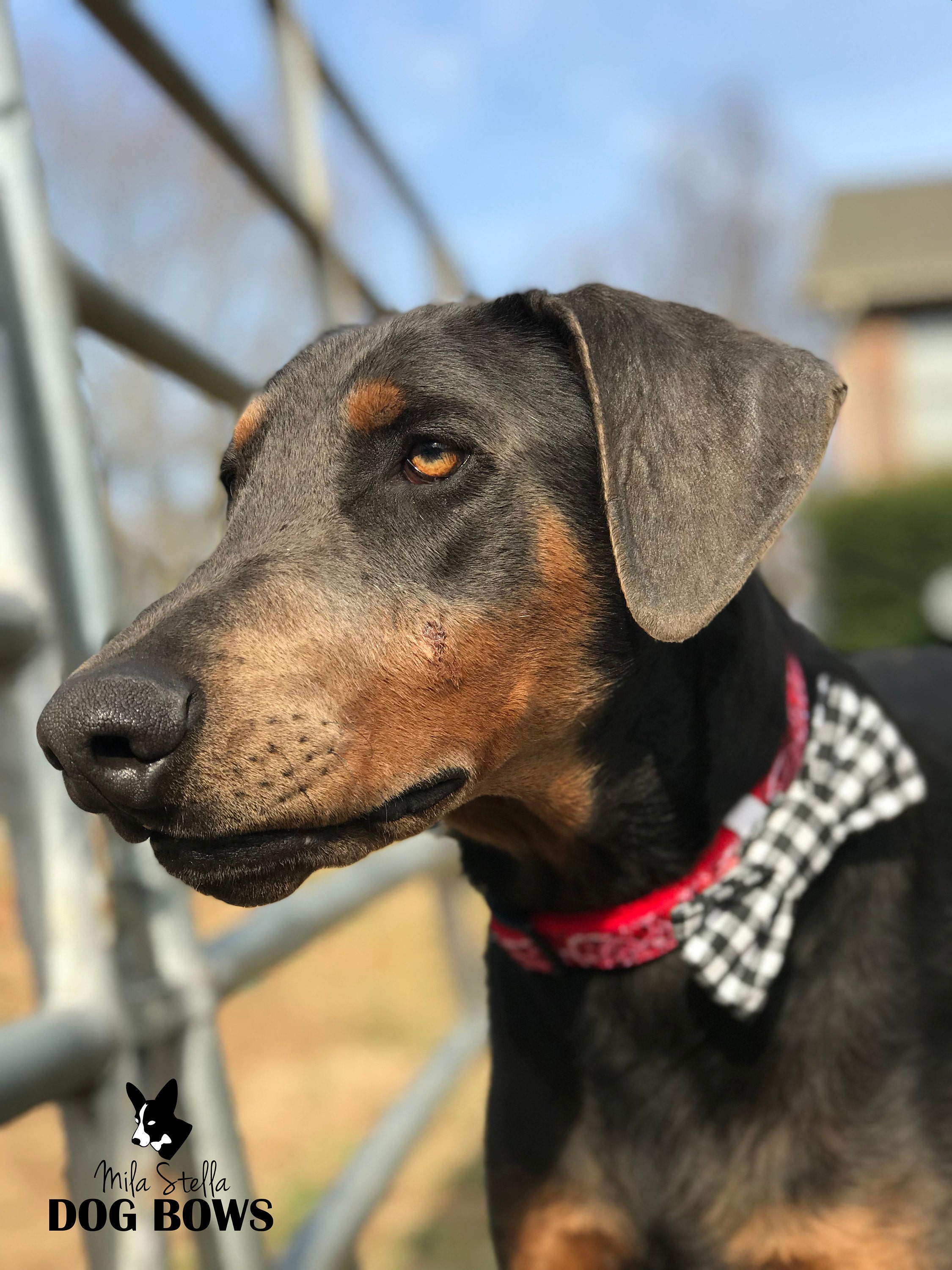 doberman in dog bow