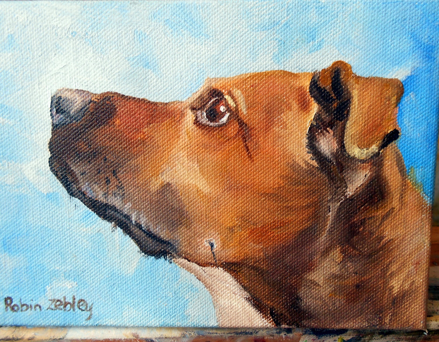 dog portrait, pet portrait, rhodesian ridgeback