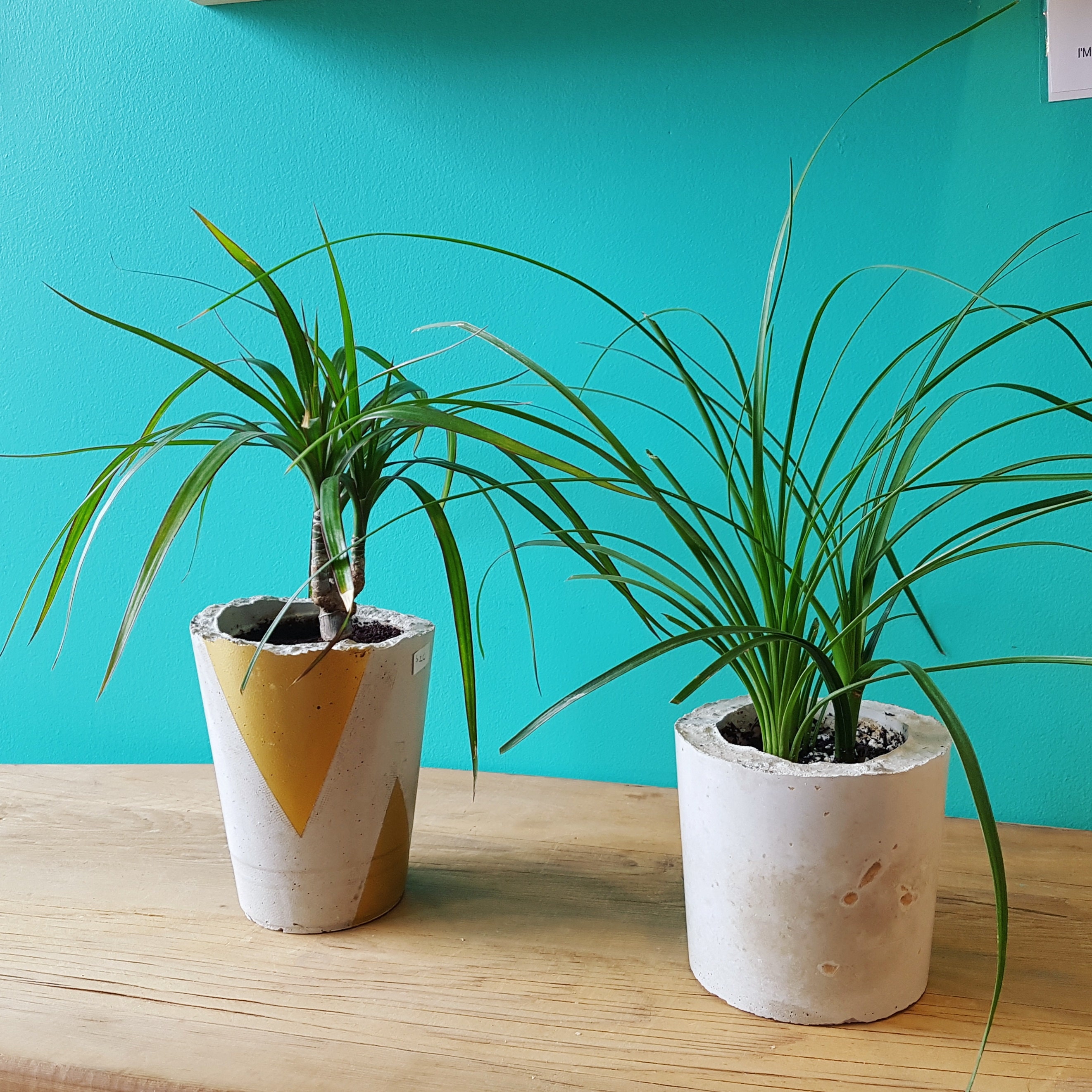 Handcrafted cement planters by Doctor Flamingo $20