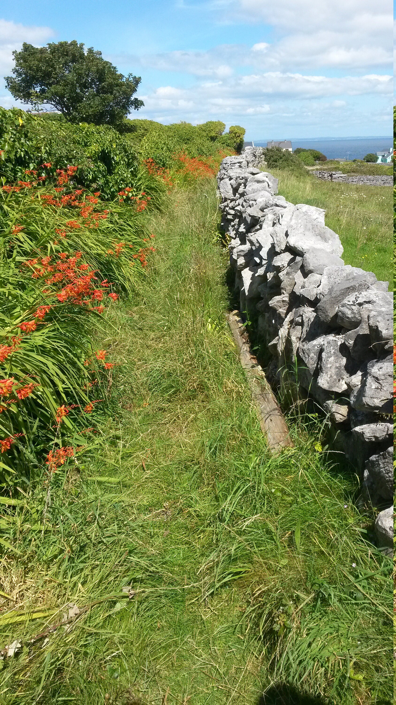 Montbretia naturalising