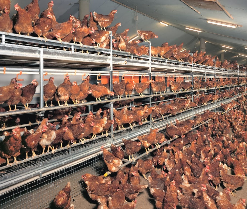 Cage free commercial laying hens