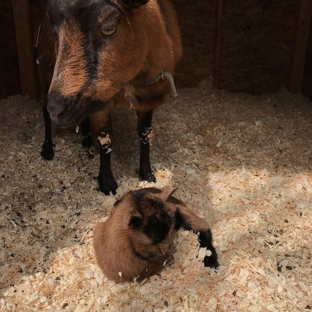Our Oberhasli doe Sorrel admires her little kid. Shes an excellent mom!