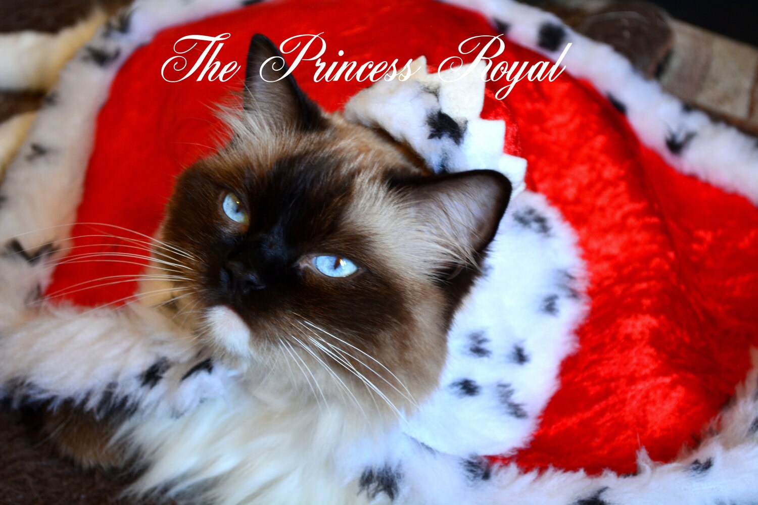 Daisy Blue the Princes Royal