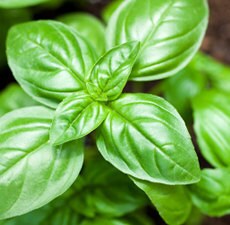 Basil Leaf