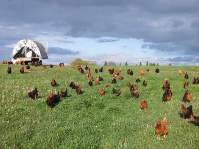 Pastured commercial laying hens