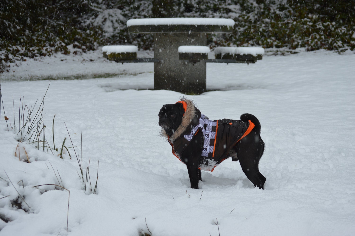 The snow pug Gus