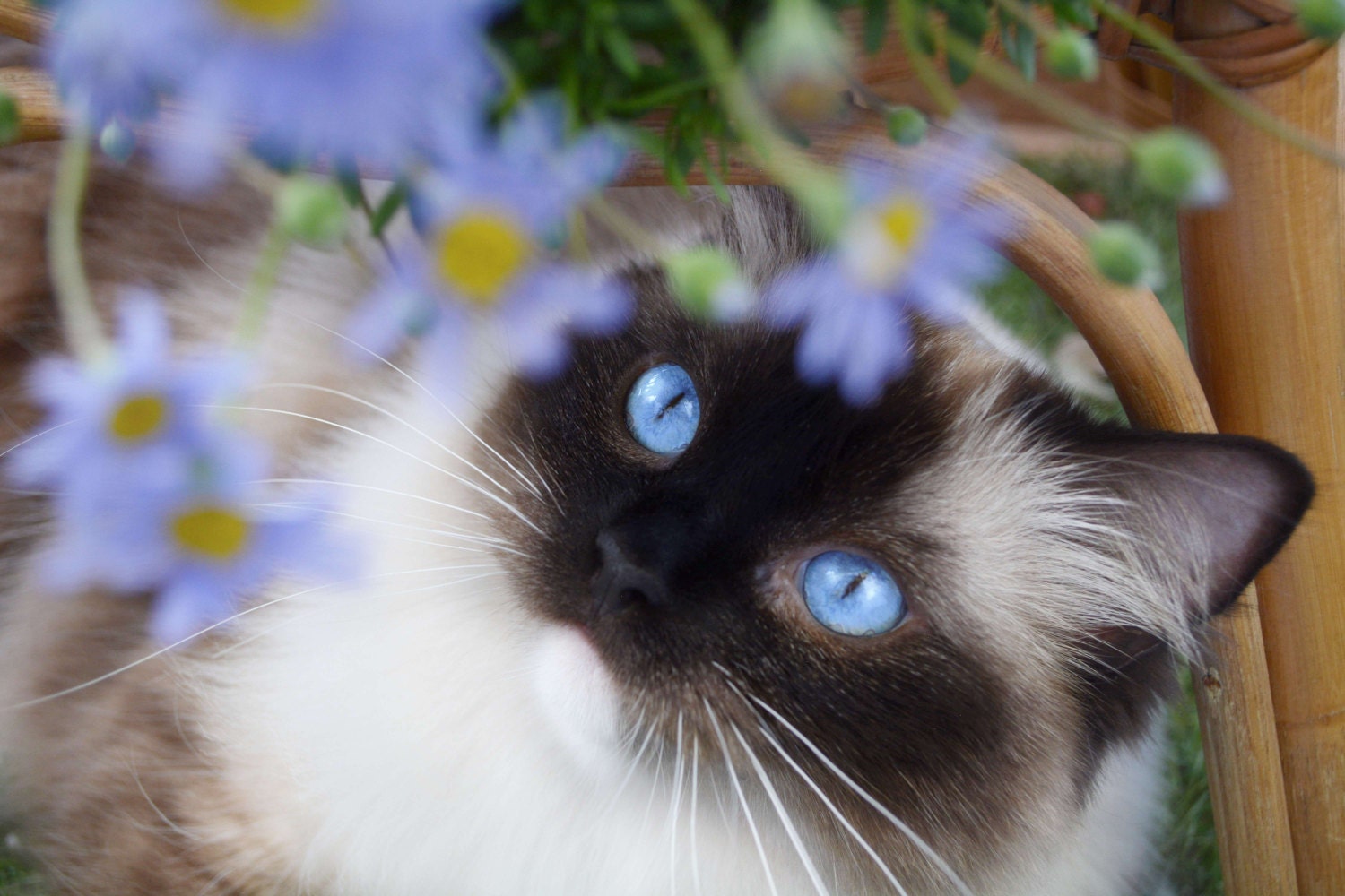 Daisy Blue with blue daisies