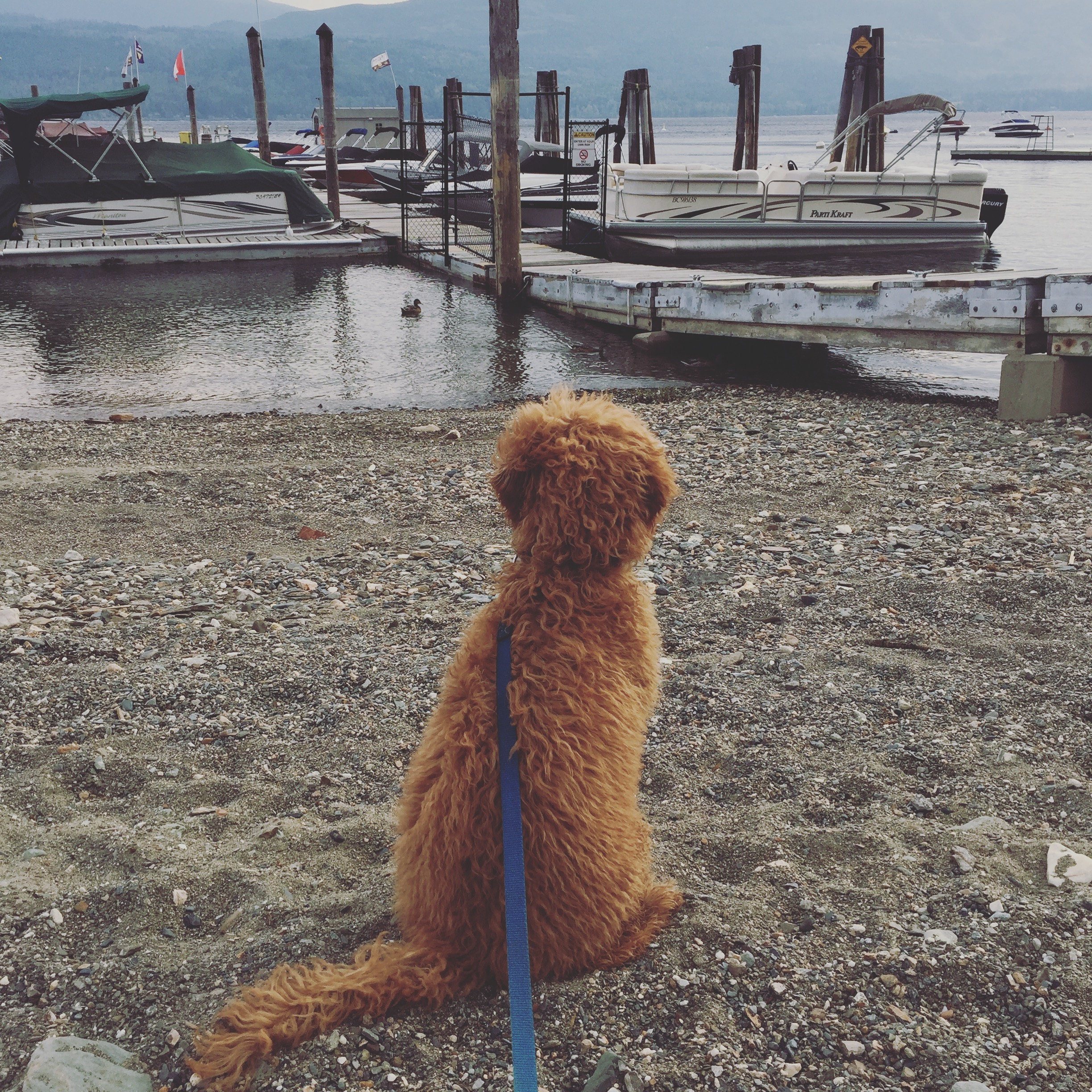 Our little puppy at the boat dock