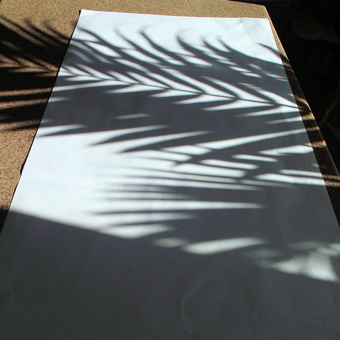 Palm shadow on the paper