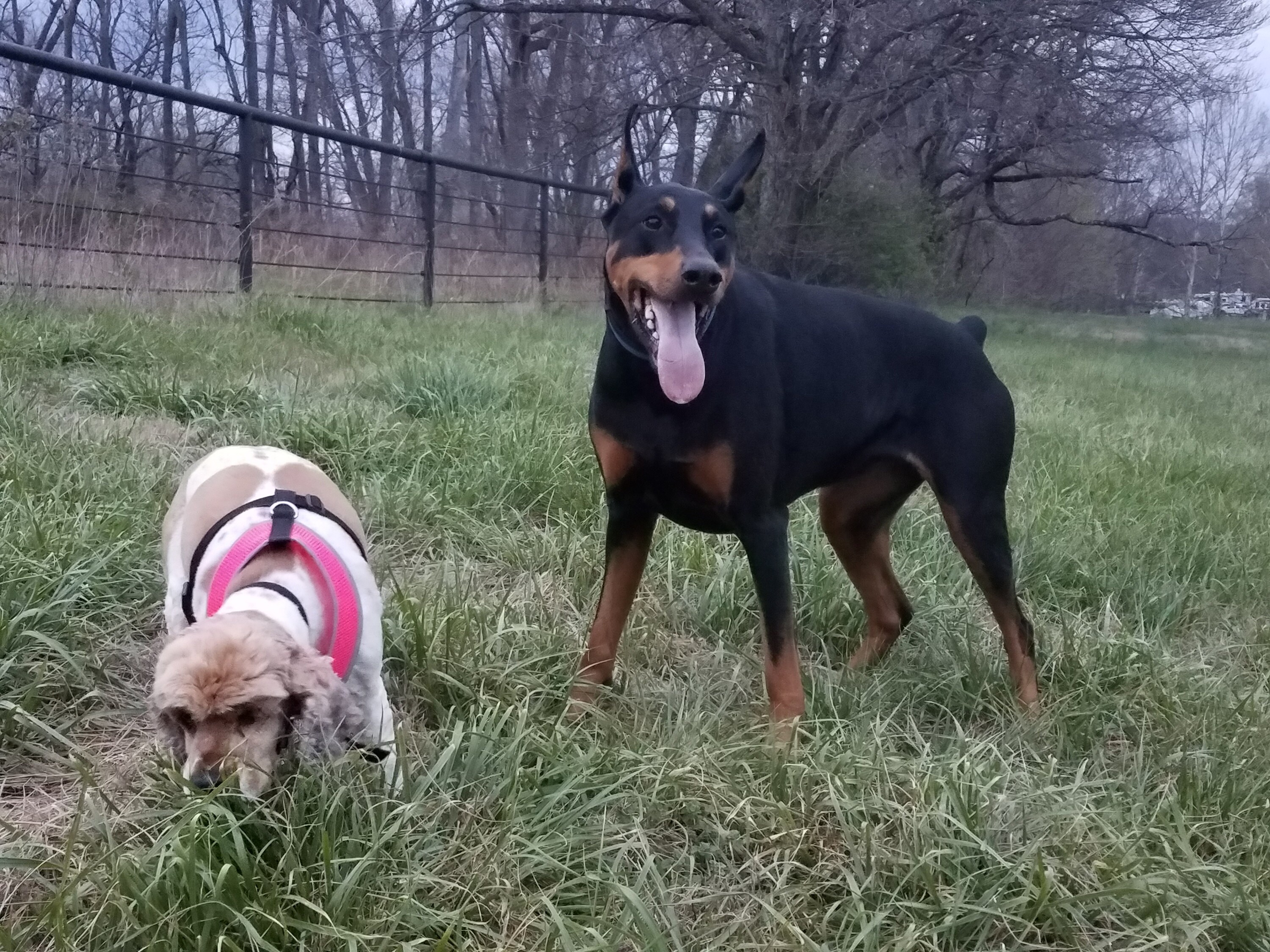 Cocker Spaniel and Doberman