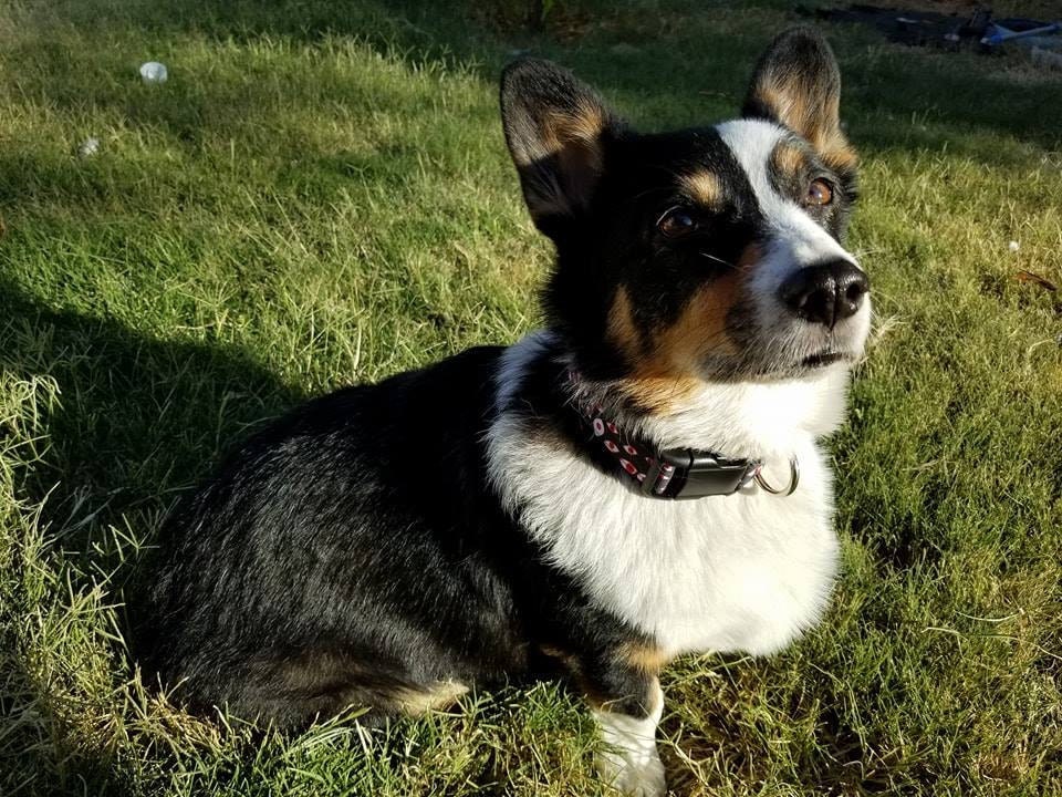 Kiba in his Helsing collar
