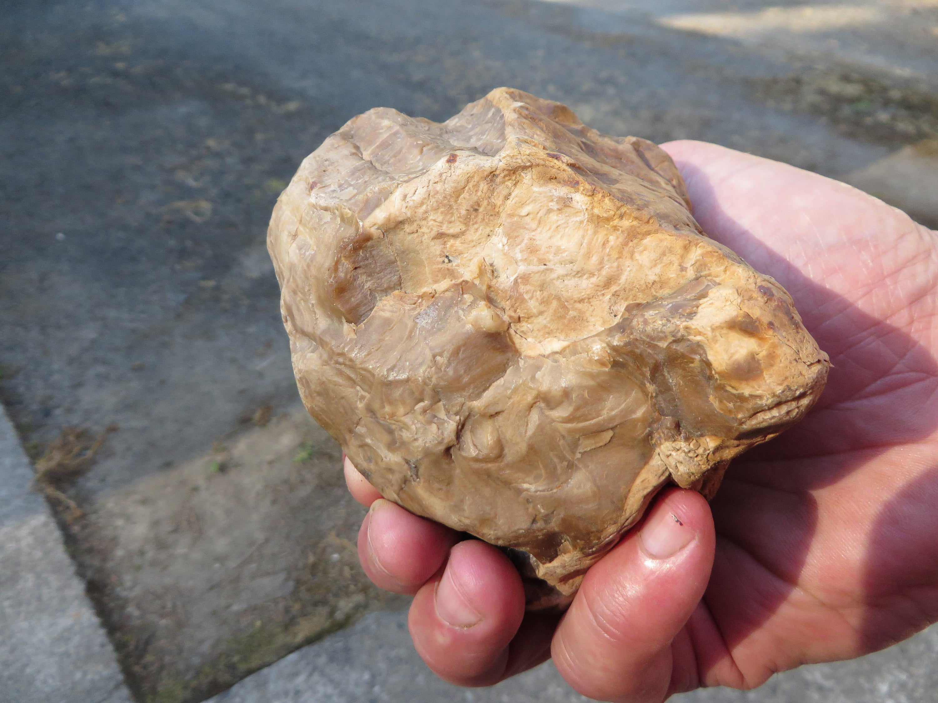 Piece of petrified wood