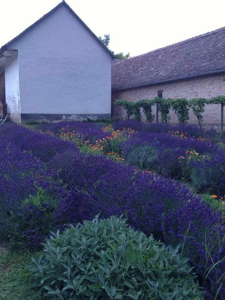 Hidcote lavender