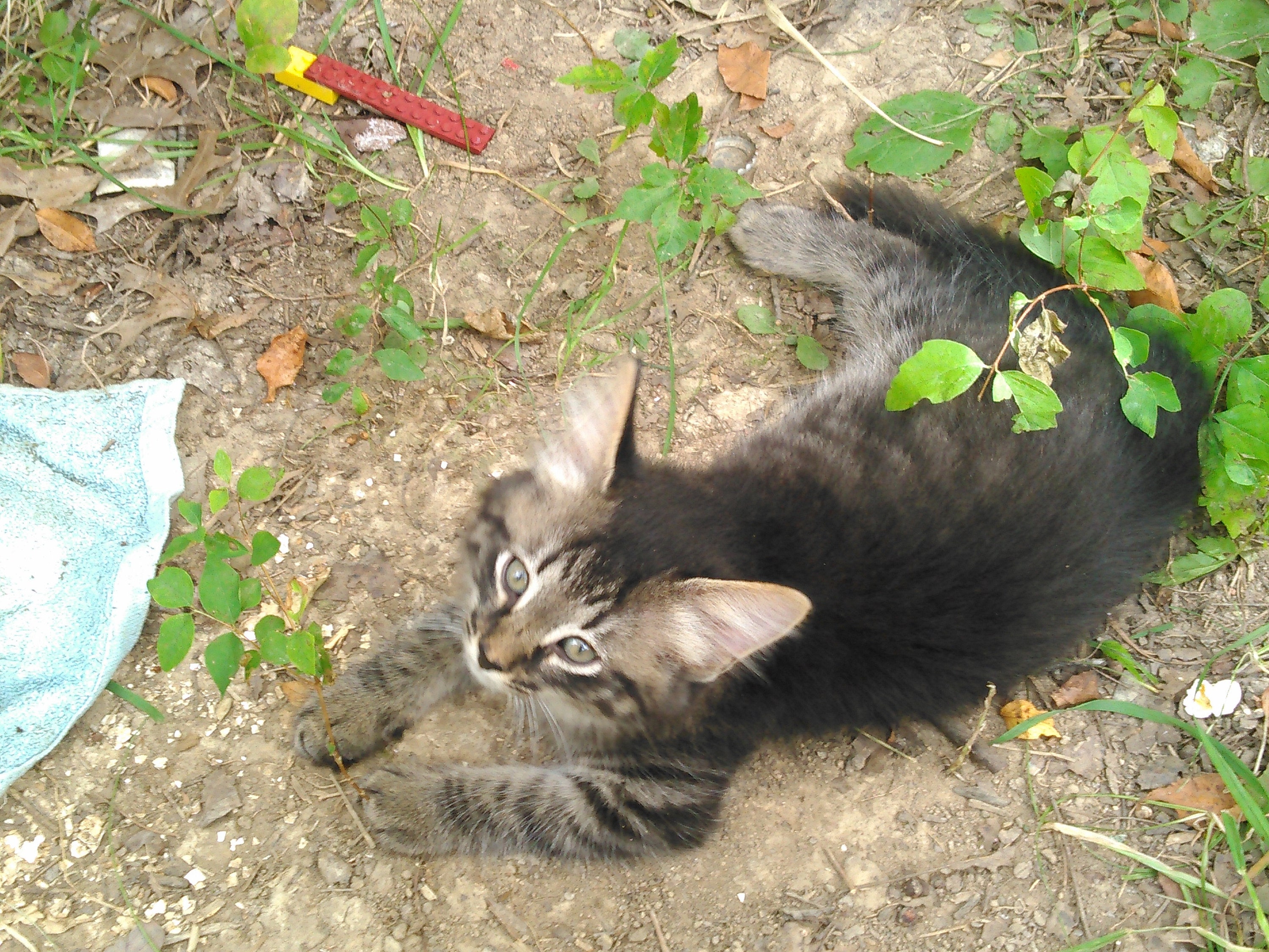 Captain Haddock / Miss Moppet