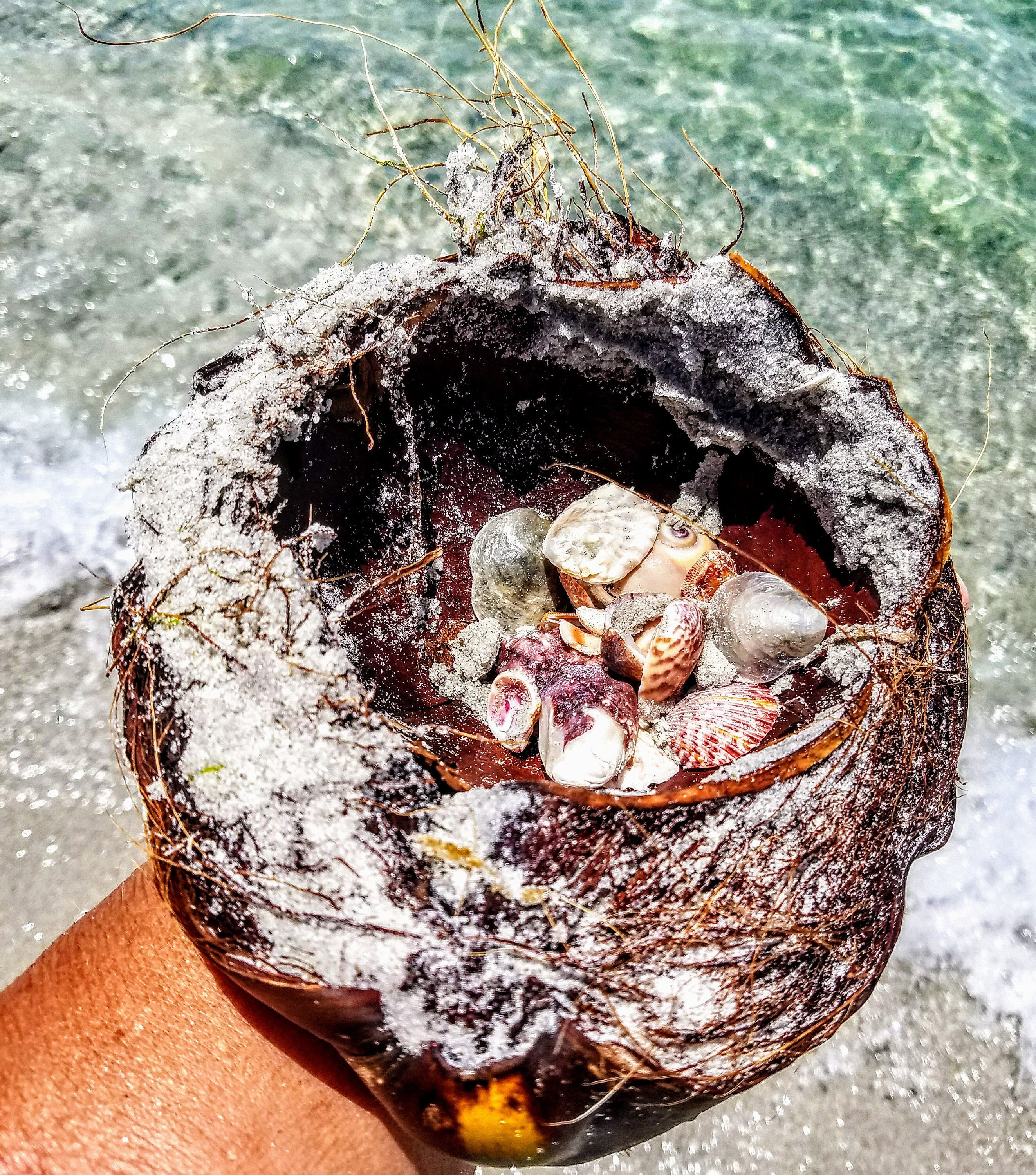 My life may have gone coastal, but I have not gone coconuts as todays photo may imply. Its true that island life has its own, laid back rhythm; a simple and relaxed mode not comparable to that of the hustle and bustle and of the mainland. But when it comes to seashells, Im all business; serious business! So today, after my daily cardio of 8 miles of fat tire biking about the island, auto pilot took me to the beach the beach. 100° in the shade, I managed to work up quite a sweat. First grab; my hand towel as I climbed up the board walk, high above the turtle nests and whisky clumps of sea oats. Excited about the bountiful seashell scarp ahead, compliments of a late night summer storm; my next grab; my shell bag. Uh oh; not clipped to my cut offs. I had ventured to a part of the beach far from home, so returning to Paradise Cottage was not an option. It reminded me of a day from my former life as a corporate executive. After weeks of preparation for an annual sales presentation to my largest account, 3 hours later I arrived at the corporate headquarters. I opened my brief case and reviewed my notes. I rehearsed my presentation. I couldnt have been more prepared. Time to make my biggest sales pitch of the year. I opened the trunk and something was missing; my suit case of new item samples...I had left it behind as my preoccupation with the presentation distracted me! My first inclination was to call and cancel as I stood in the parking lot in a complete panic. No, that wouldnt work as I noticed the receptionist staring out the window looking right at me. And why shouldnt she....when you represent a powerbrand like M&M Mars, the candy fairy was always a day they anticipated with great excitement! Besides, I couldnt risk Hershey making his pitch before mine! My life was all about speed to market and this was 2004 so no tablet or laptop full of real life videos to help pitch my brand.