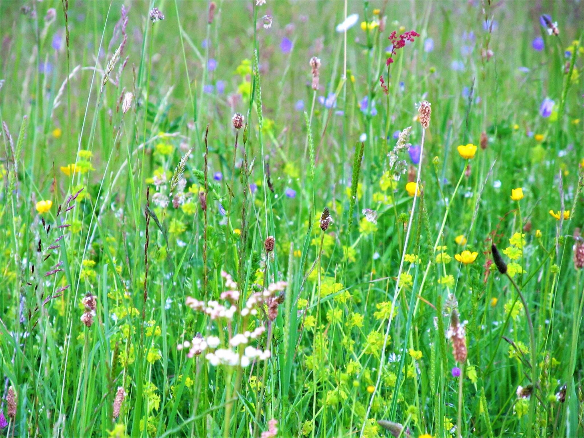 Transylvanian wildflower meadow