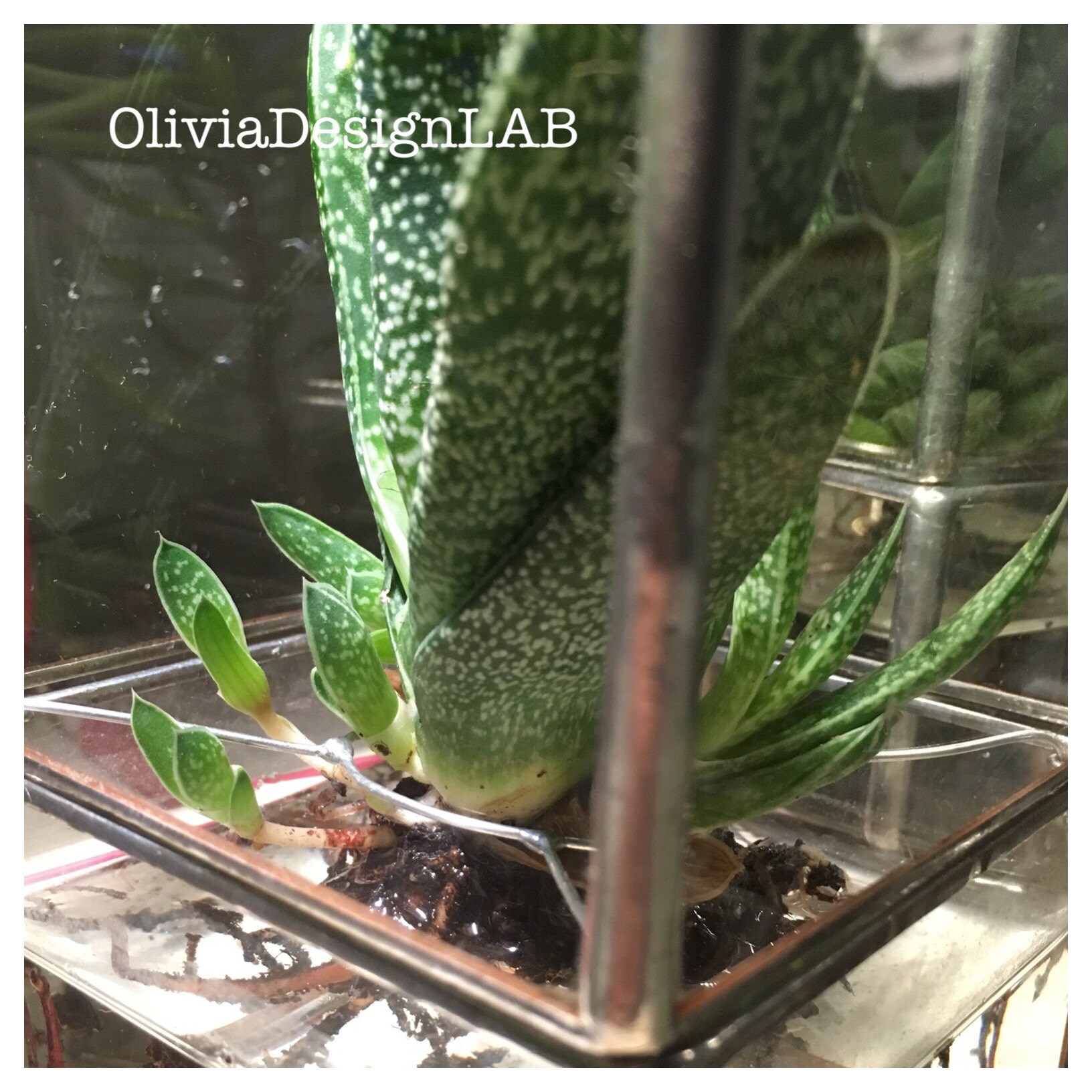 Gasteria