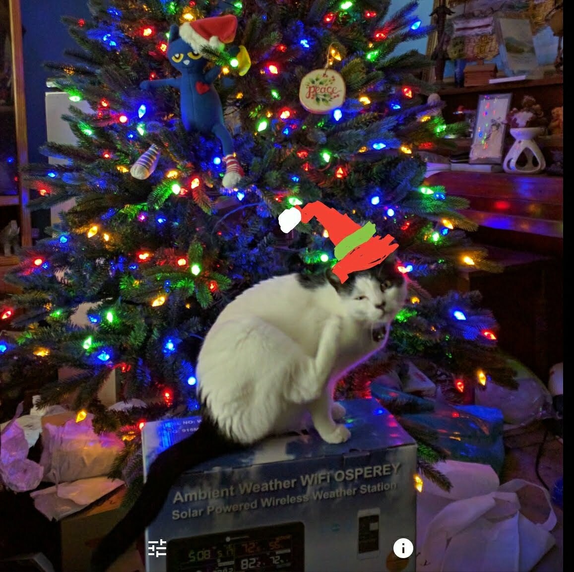 Princess Jinglebunny